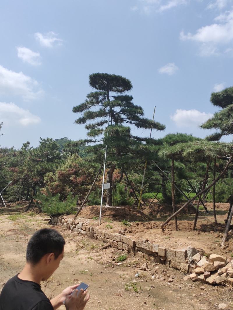 造型黑松造型油松基地造型景观松平顶松泰山迎客松
