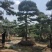 造型黑松造型油松基地造型景观松平顶松泰山迎客松