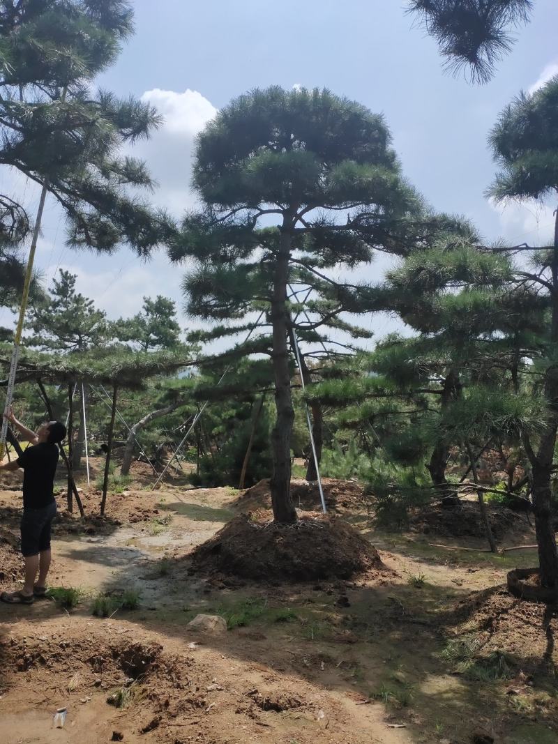 造型黑松造型油松基地造型景观松平顶松泰山迎客松