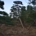 造型黑松造型油松基地造型景观松平顶松泰山迎客松
