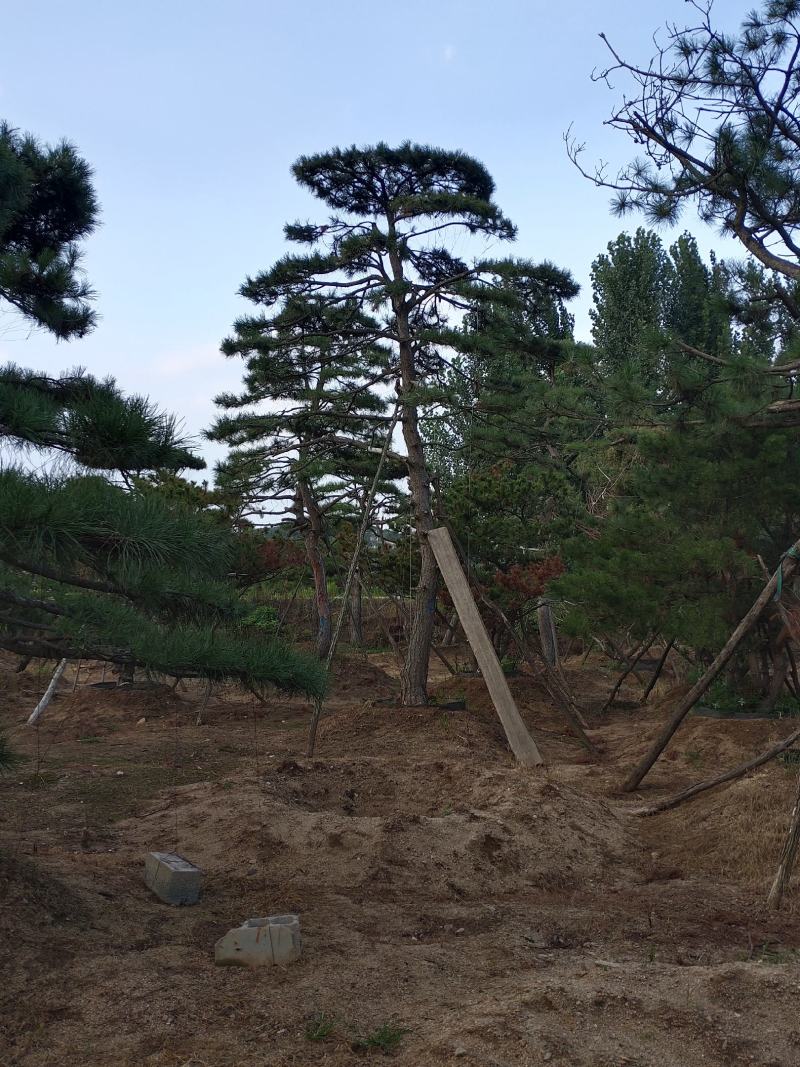 造型黑松造型油松基地造型景观松平顶松泰山迎客松