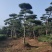 造型黑松造型油松基地造型景观松平顶松泰山迎客松