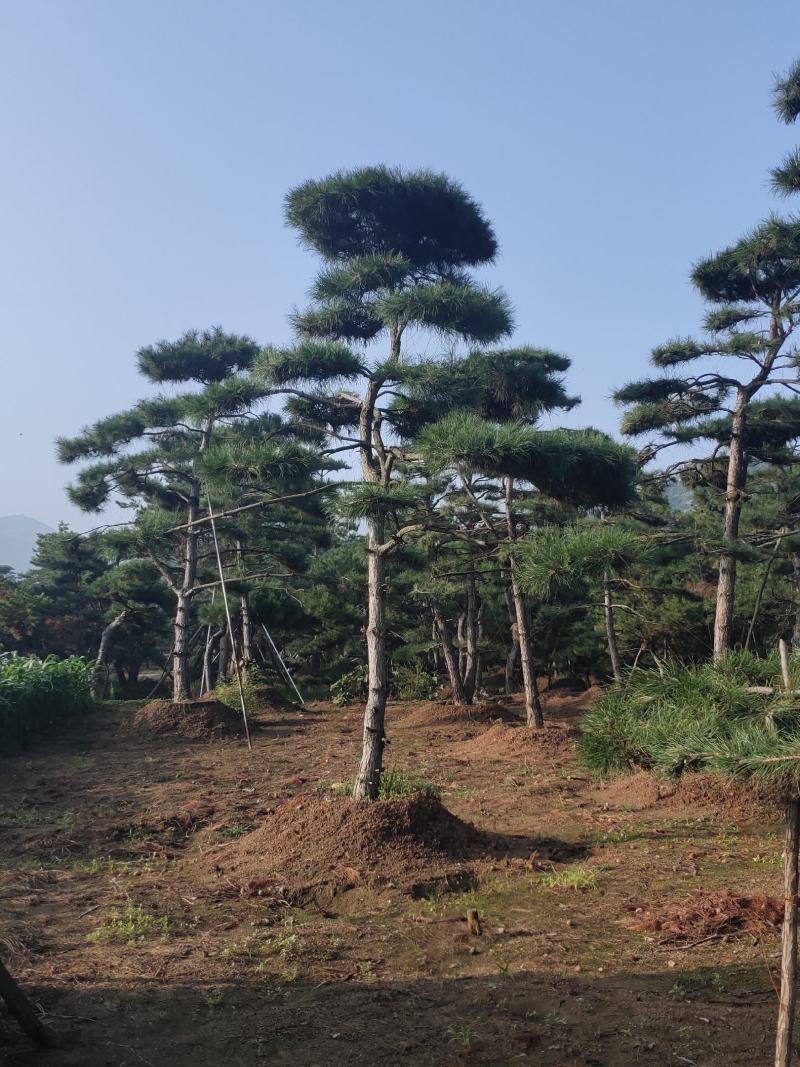 造型黑松造型油松基地造型景观松平顶松泰山迎客松