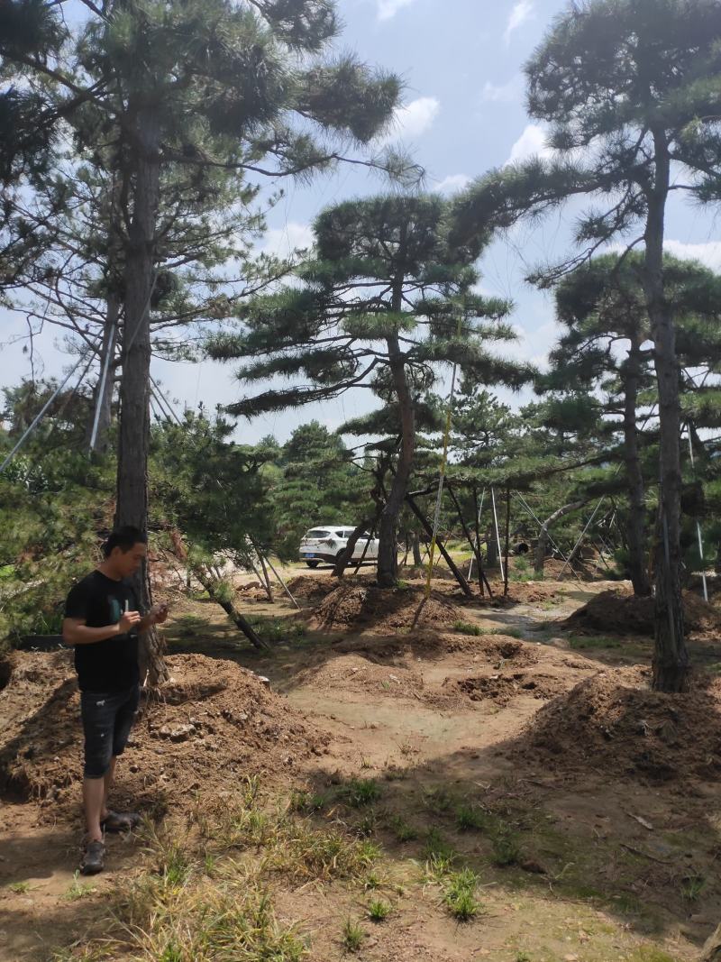 造型黑松造型油松基地造型景观松平顶松泰山迎客松