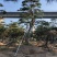 造型黑松造型油松基地造型景观松平顶松泰山迎客松
