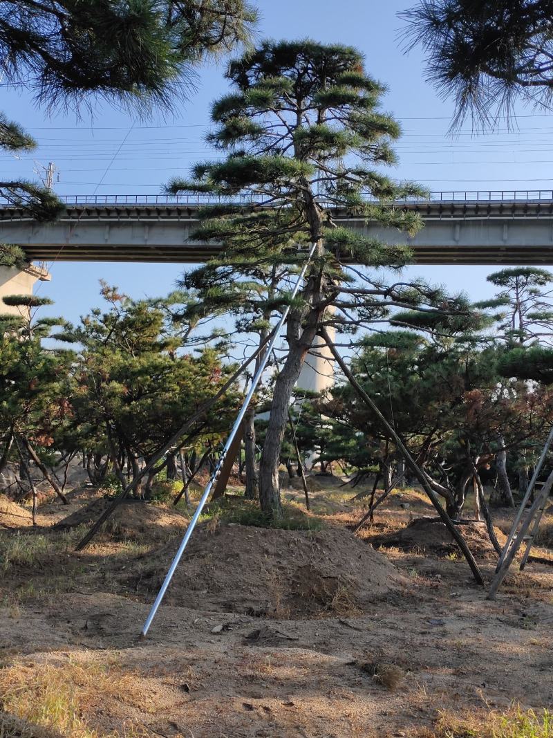 造型黑松造型油松基地造型景观松平顶松泰山迎客松