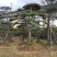 造型黑松造型油松基地造型景观松平顶松泰山迎客松