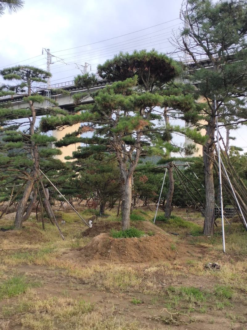 造型黑松造型油松基地造型景观松平顶松泰山迎客松