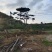 造型黑松造型油松基地造型景观松平顶松泰山迎客松