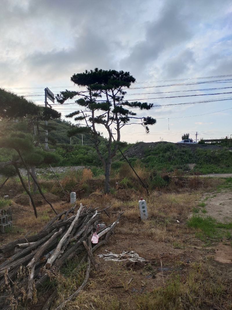 造型黑松造型油松基地造型景观松平顶松泰山迎客松