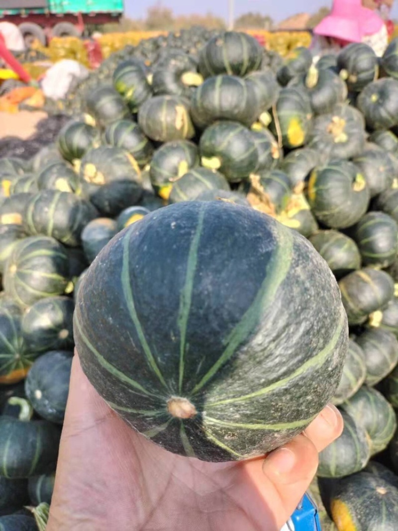 需要的大量有货枕头南瓜，金香南瓜