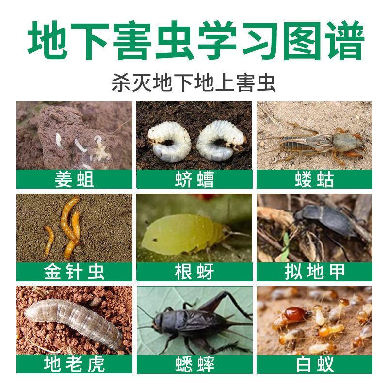 生姜快速杀虫剂生姜专用杀虫剂姜蛆蛴螬姜螟钻心虫姜蝶玉米螟