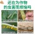 生姜快速杀虫剂生姜专用杀虫剂姜蛆蛴螬姜螟钻心虫姜蝶玉米螟