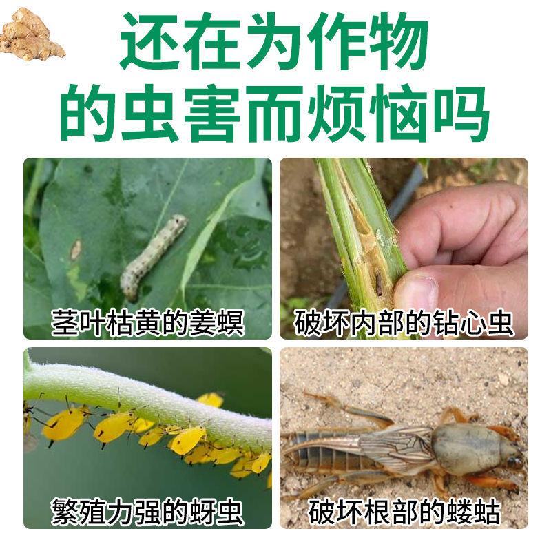 生姜快速杀虫剂生姜专用杀虫剂姜蛆蛴螬姜螟钻心虫姜蝶玉米螟