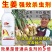 生姜快速杀虫剂生姜专用杀虫剂姜蛆蛴螬姜螟钻心虫姜蝶玉米螟