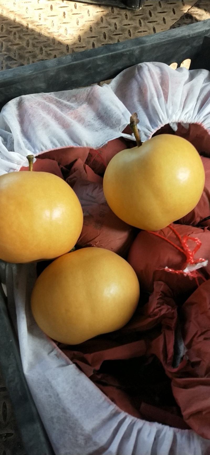 精品翠冠梨翠玉圆黄光果套袋个大脆甜皮薄汁多，化渣好大园货
