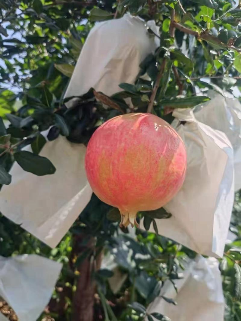 会理突尼斯软子石榴