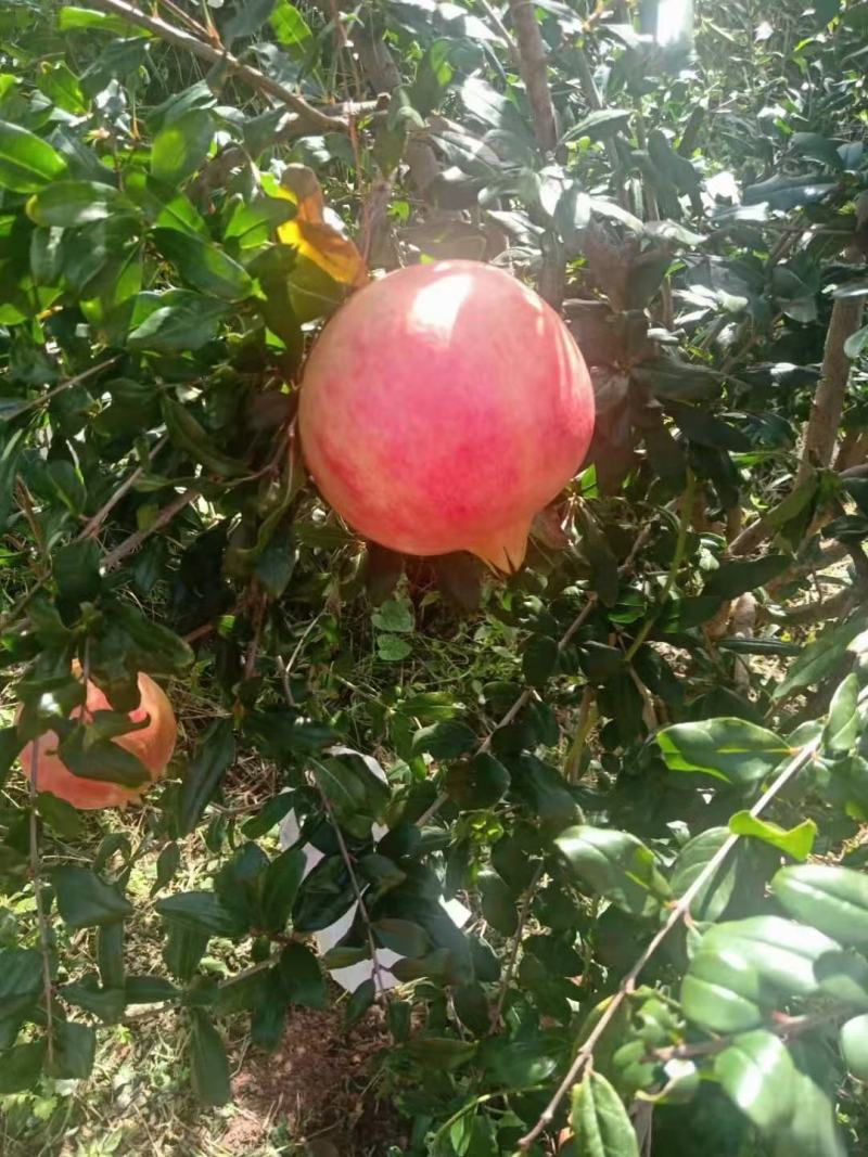 会理突尼斯软子石榴
