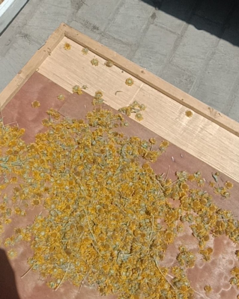 旋覆花，旋腹花，鲜货，干货！