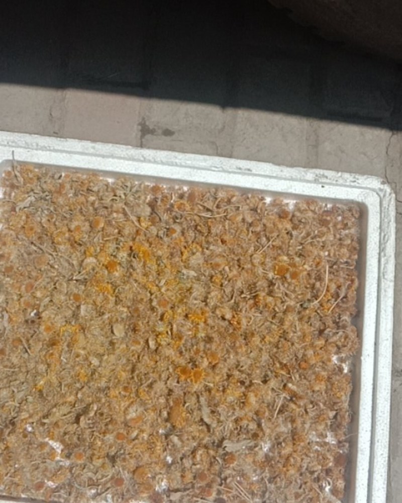 旋覆花，旋腹花，鲜货，干货！