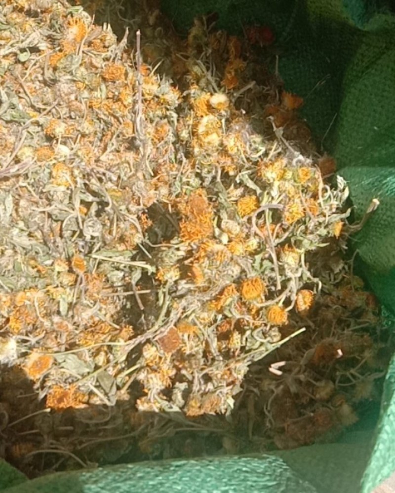 旋覆花，旋腹花，鲜货，干货！