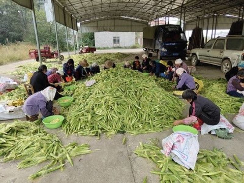 玉米笋迷你小玉米水果玉米无农药现摘新鲜蔬菜食材包邮。