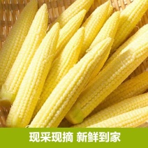 玉米笋迷你小玉米水果玉米无农药现摘新鲜蔬菜食材包邮。