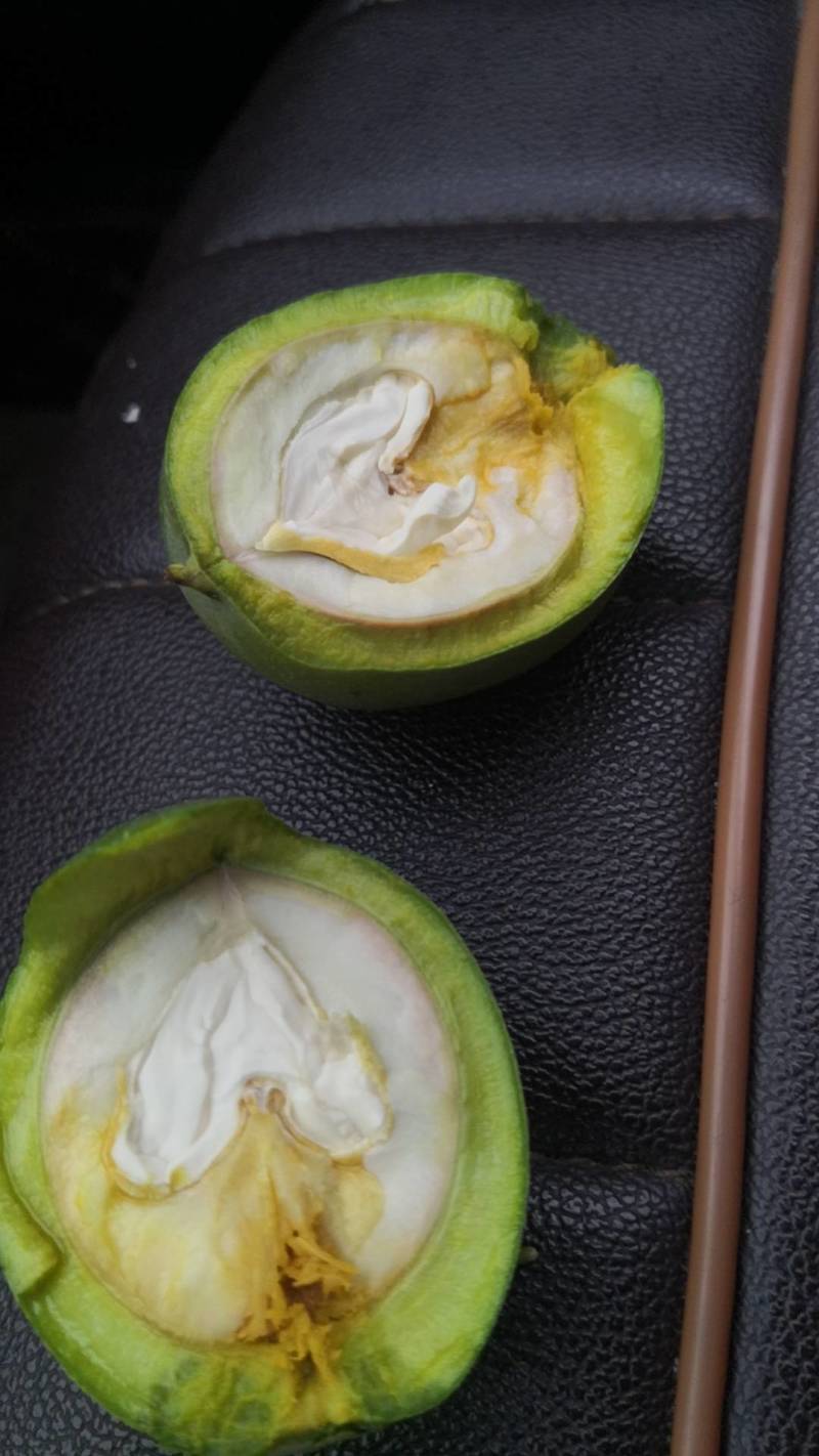 青皮核桃