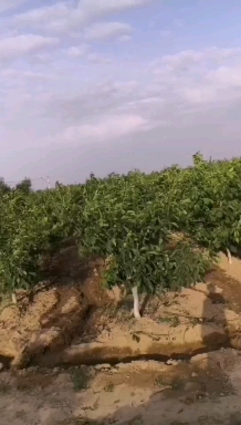 青皮核桃