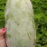 33冬瓜和水果冬瓜大量上市！需要的可以电话联系