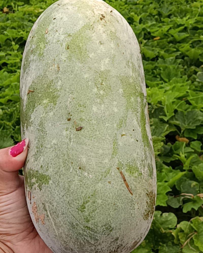 33冬瓜和水果冬瓜大量上市！需要的可以电话联系