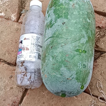 33冬瓜和水果冬瓜大量上市！需要的可以电话联系