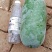 33冬瓜和水果冬瓜大量上市！需要的可以电话联系