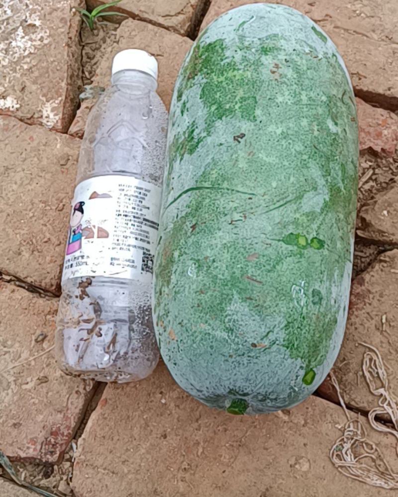33冬瓜和水果冬瓜大量上市！需要的可以电话联系