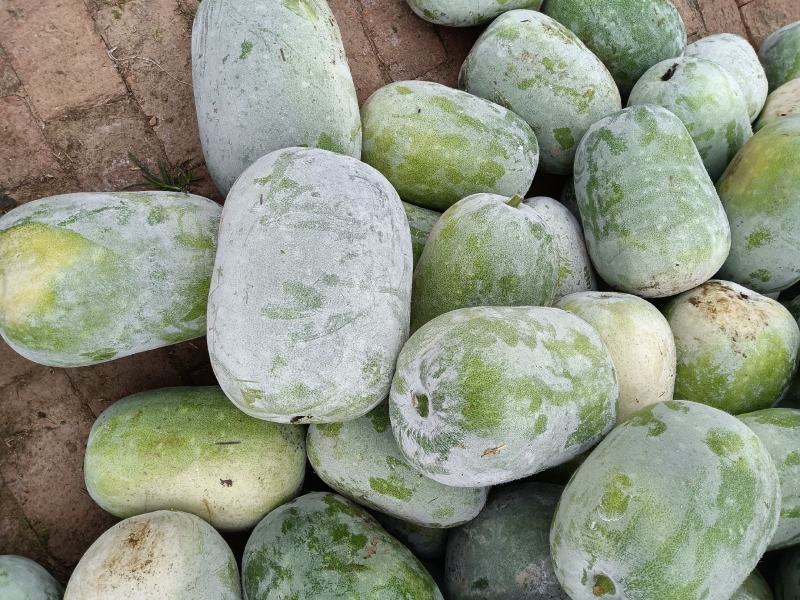 33冬瓜和水果冬瓜大量上市！需要的可以电话联系