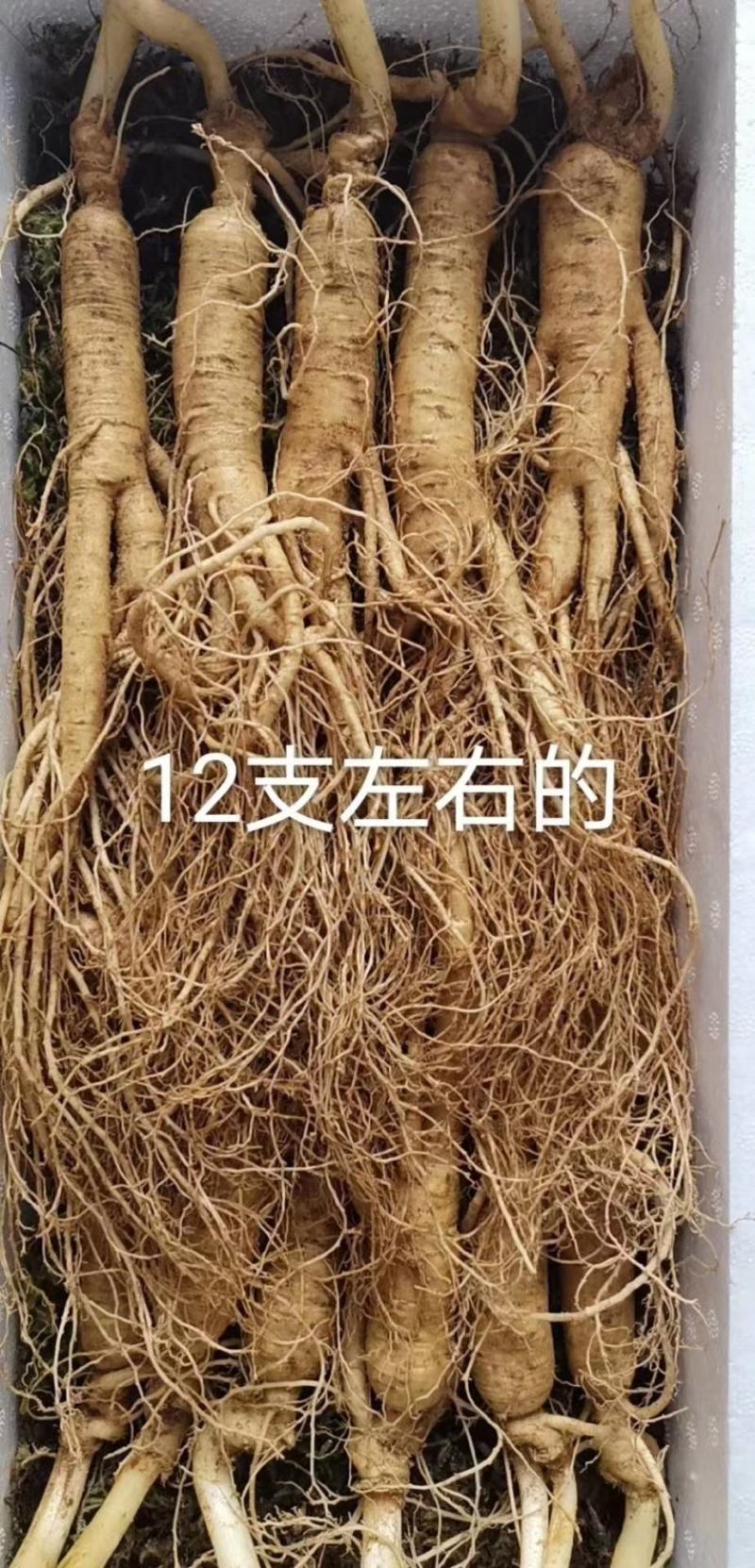 鲜人参