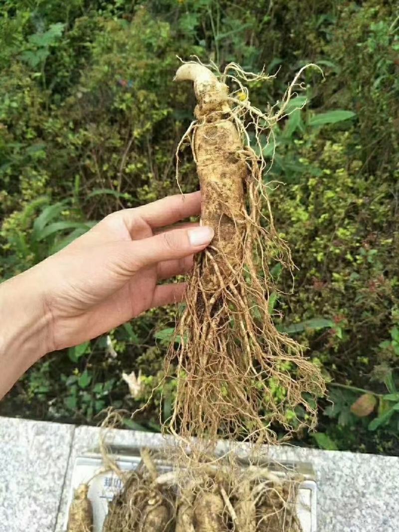 鲜人参