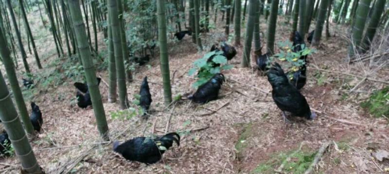 多彩贵州国家地标土鸡产品赤水特产乌骨鸡生态无公害散养鸡