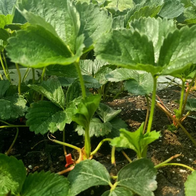天仙醉草莓苗基地直发，现挖现卖脱毒草莓苗量大优惠