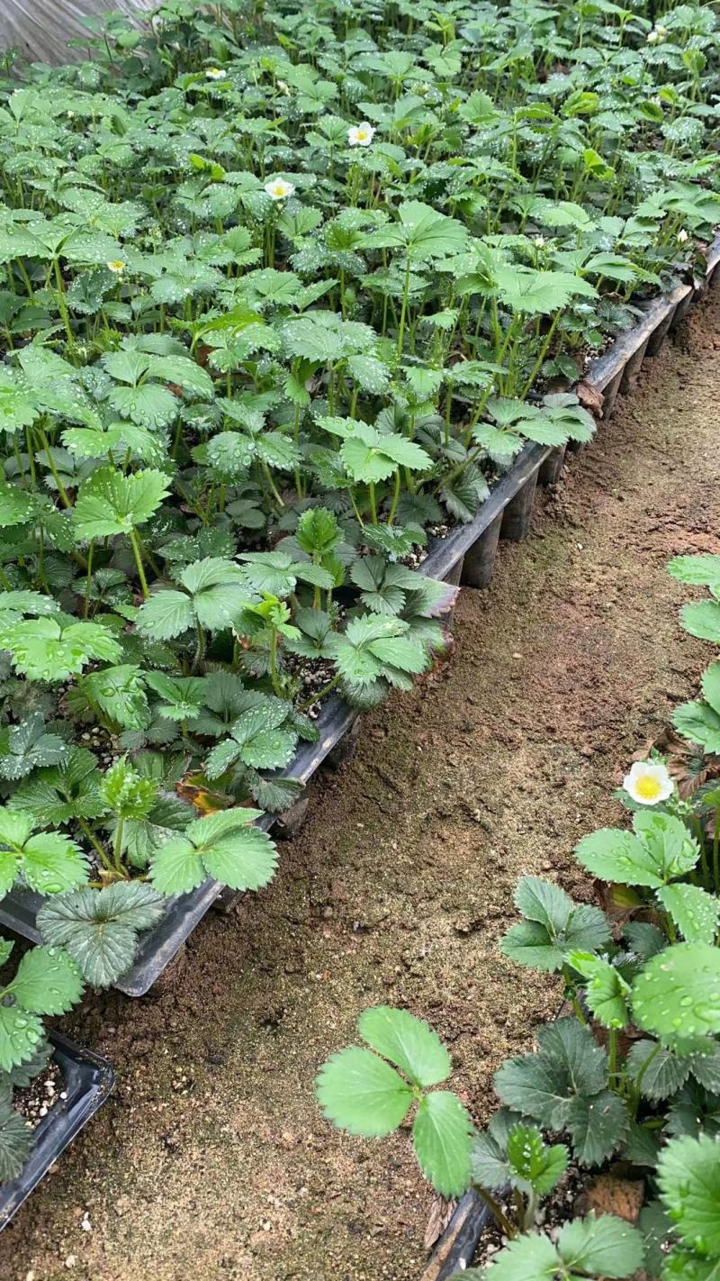 天仙醉草莓苗基地直发，现挖现卖脱毒草莓苗量大优惠