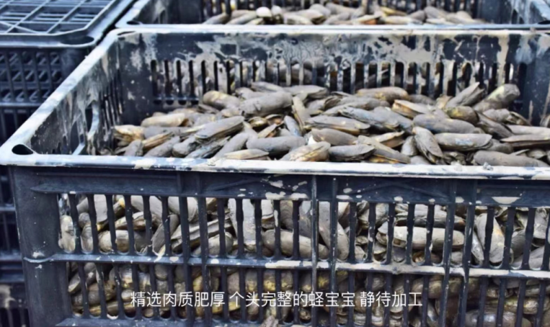 蛏干干货海鲜500g福建霞浦本地特产特级蛏子肉无沙熟