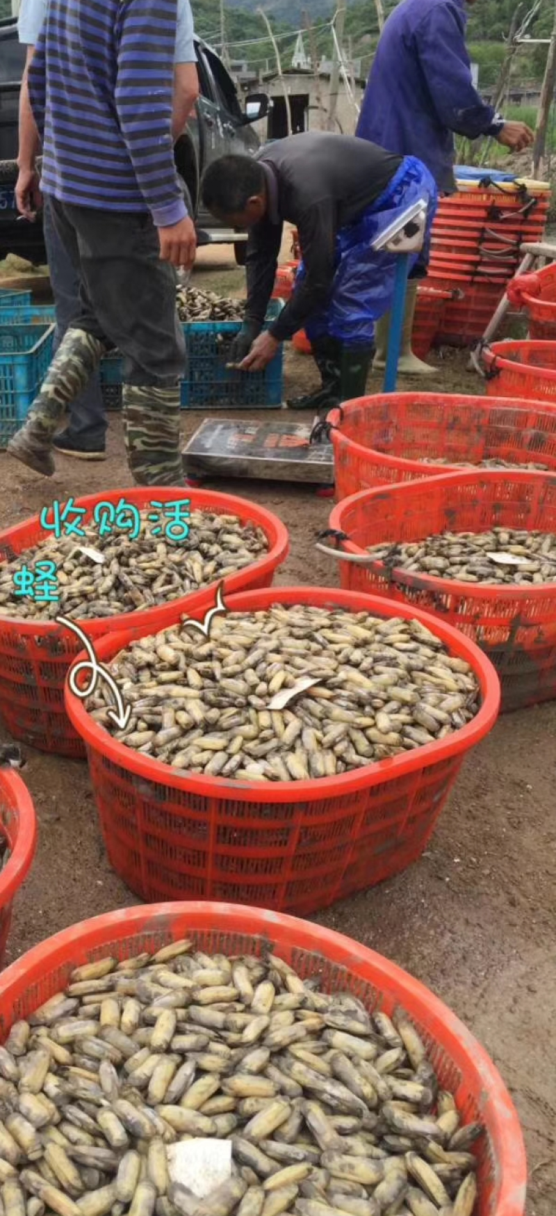 蛏干干货海鲜500g福建霞浦本地特产特级蛏子肉无沙熟