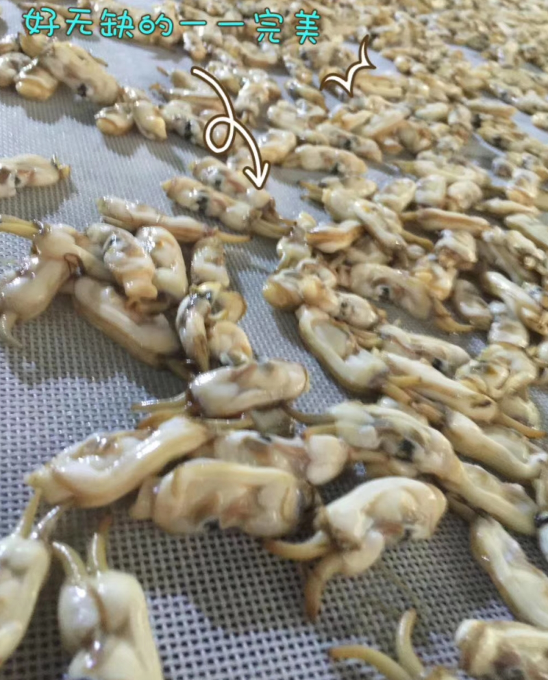 蛏干干货海鲜500g福建霞浦本地特产特级蛏子肉无沙熟