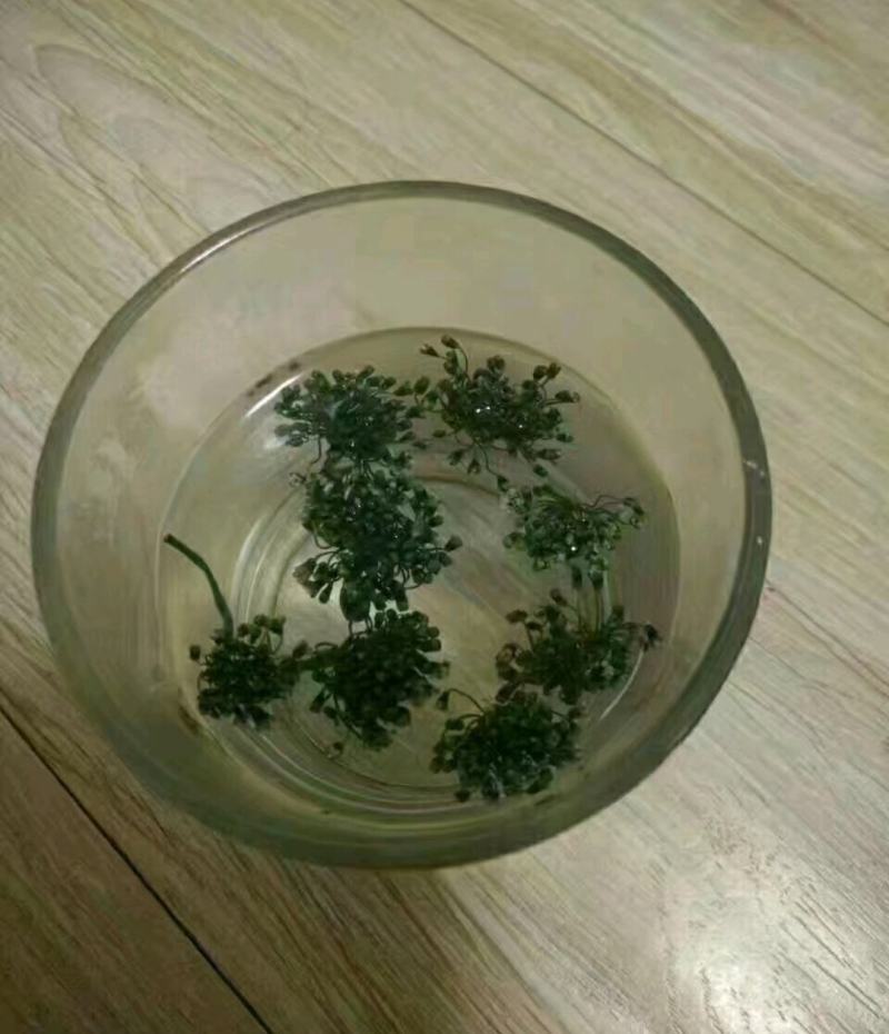 长白山人参花自产自销产地直供常年供货诚招代理商
