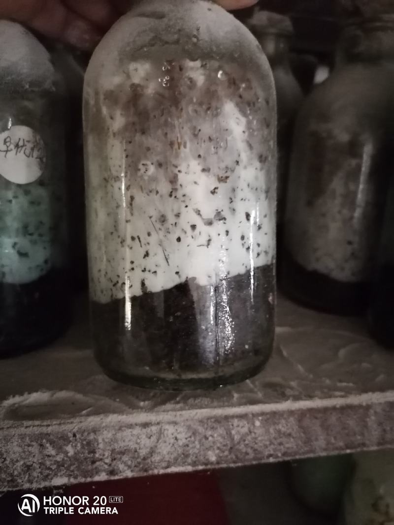 平菇菌种广温平菇原种平菇二级菌种平菇原种