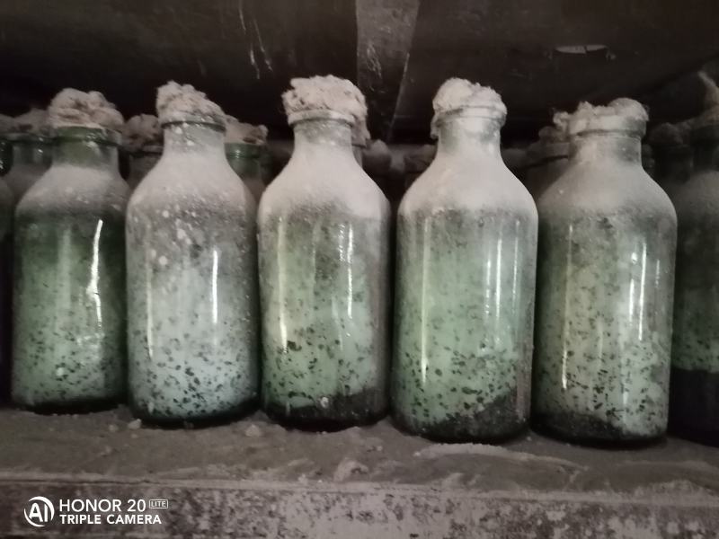 平菇菌种广温平菇原种平菇二级菌种平菇原种
