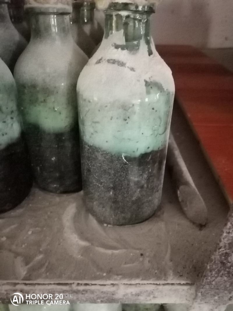 平菇菌种广温平菇原种平菇二级菌种平菇原种