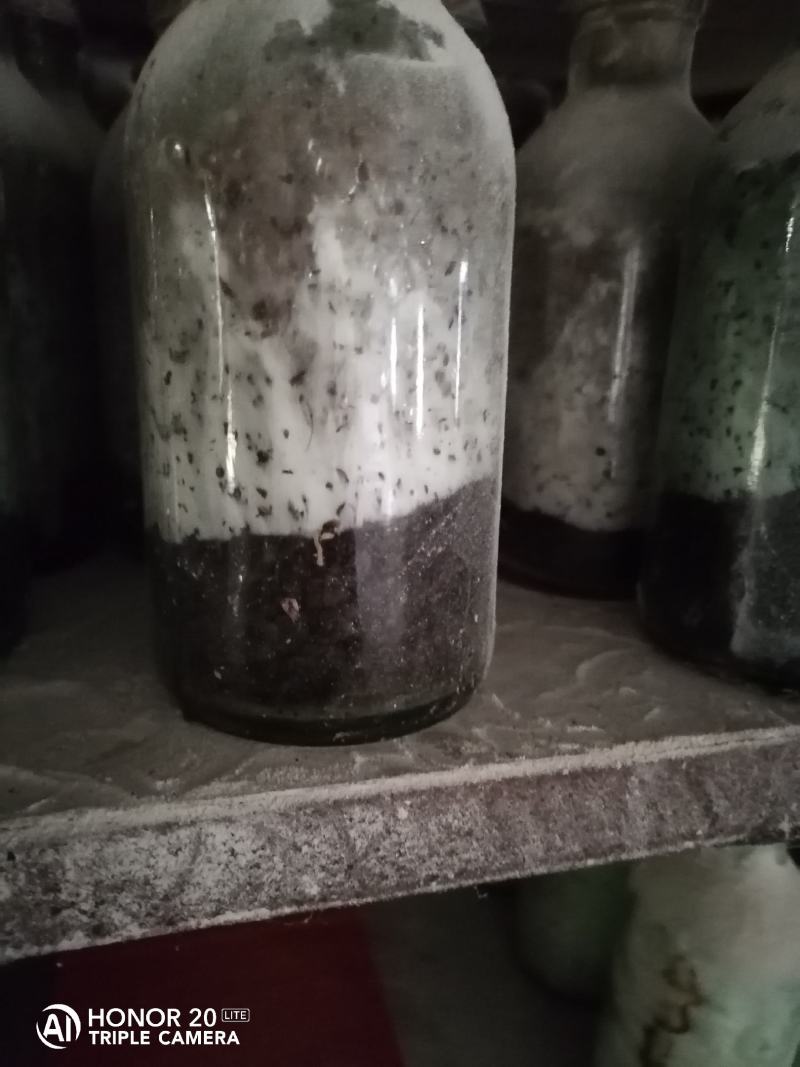 平菇菌种广温平菇原种平菇二级菌种平菇原种