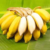 『一件玳发』广西小米蕉，小米蕉，电商，香蕉，电商供应链