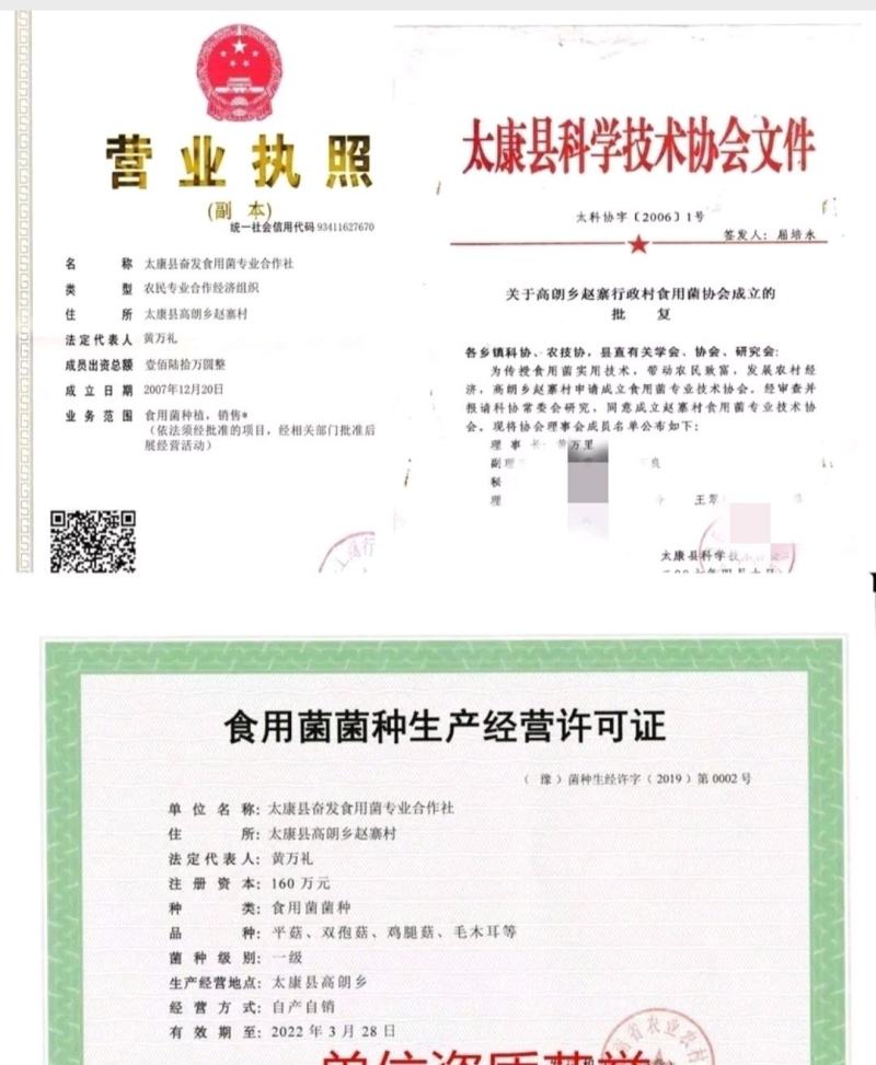 平菇菌种广温平菇原种平菇二级菌种平菇原种
